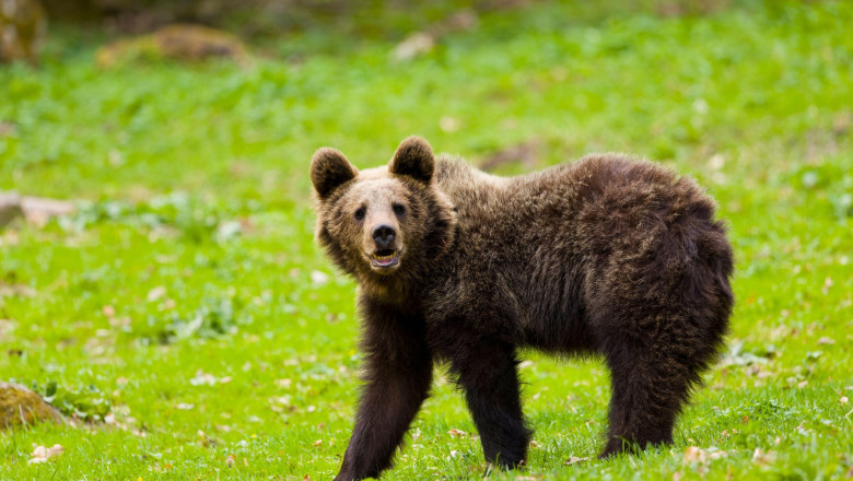 un cioban a fost atacat si ranit de un urs pe munte 686b5b72d980c