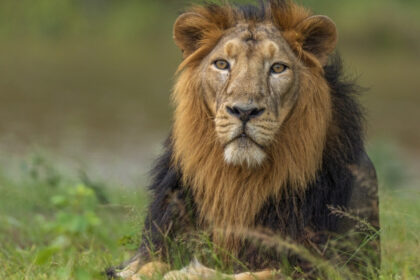 un leu domesticit a atacat o femeie si doi copii pe strada intr un oras din pakistan 6867e8c04213e