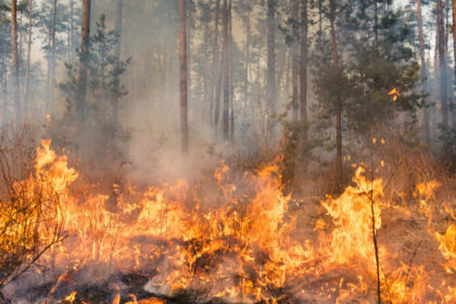 video peste 100 de incendii de vegetatie in bulgaria focul a distrus paduri si locuinte spun autoritatile locale 68868e2353a66