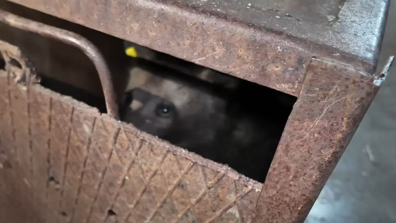 video primele imagini cu unul dintre puii ursoaicei ucise pe transfagarasan dupa ce a ajuns la sanctuar care este starea animalului 687331e8e2f68