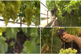 video primii struguri romanesti din acest an gata de cules cum arata si cat costa strugurii de sera crescuti printre rosii si castraveti 6874a866a5528