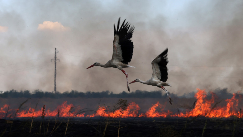 video razboiul prin ochii animalelor inregistrarile care ofera indicii despre cum s a schimbat viata salbatica din ucraina dupa invazia rusa 687c0f1ed01b5