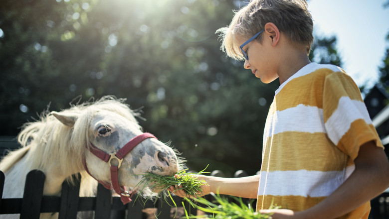 video sunt apatice sau mai nervoase canicula afecteaza si animalele de la zoo de ce tratament special au parte in aceste zile toride 6881b407de0e2