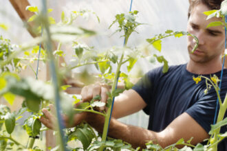 video vacanta la cules de rosii in solariile liceelor agricole ce profit anual ajung sa obtina scolile din vanzarea propriilor legume 687f179357fc5