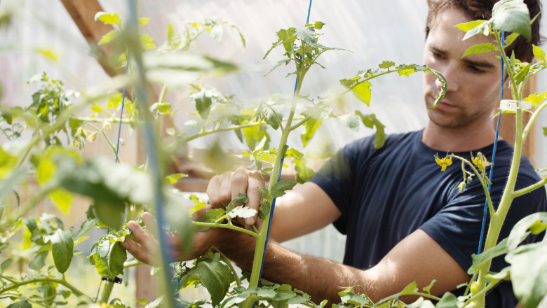 video vacanta la cules de rosii in solariile liceelor agricole ce profit anual ajung sa obtina scolile din vanzarea propriilor legume 687f179357fc5