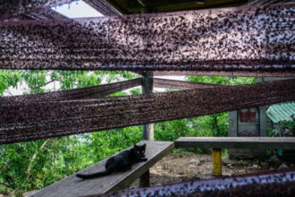 videofoto coreea de sud invadata de lovebugs insectele au acaparat trasee montane si au terorizat turisti localnicii exasperati 686a39b1aebda