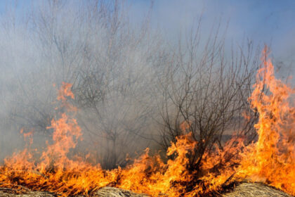 videofoto incendiu de vegetatie in zona marelui canion din sua mai multe cladiri au ars din temelii 6874b41813f7c