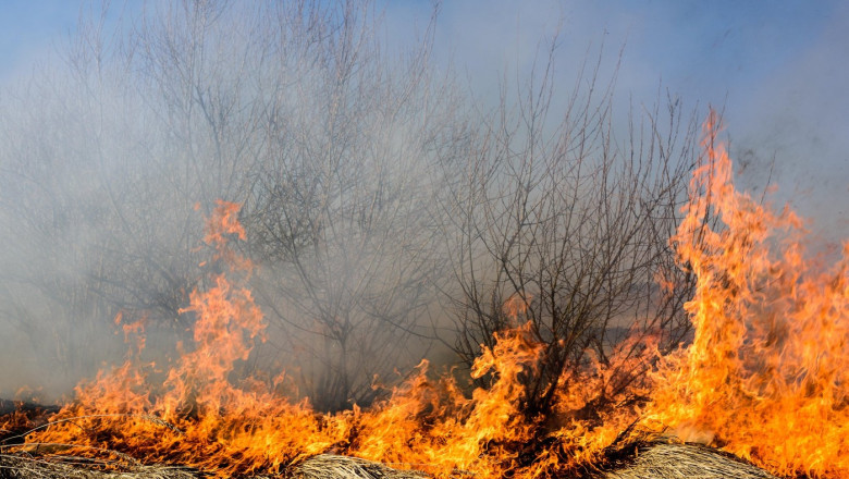 videofoto incendiu de vegetatie in zona marelui canion din sua mai multe cladiri au ars din temelii 6874b41813f7c