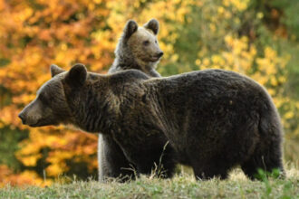 aproape 30 de aparitii ale ursilor in zonele locuite din harghita in doar doua saptamani patru exemplare au fost impuscate 6896037d44b6e