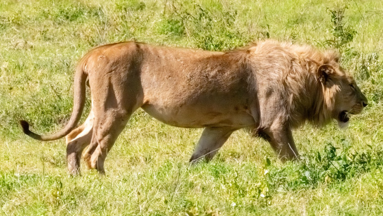 blondie un leu aflat in centrul unui studiu al universitatii oxford a fost ucis de vanatorii de trofee in africa 688f09906a4de