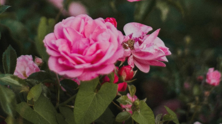 de ce se usuca tufele de trandafiri ce trebuie sa faci ca sa si revina 68a3622b3a013