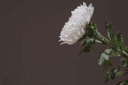 doliu in lumea influencerilor mama de 27 de ani ucisa accidental intr un schimb de focuri la semafor 68aca675412ca