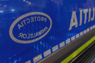 femeie filmata cu doi magari legati de o masina politia nu se impune emiterea unui ordin de plasare in adapost a animalelor 68a20844803e6