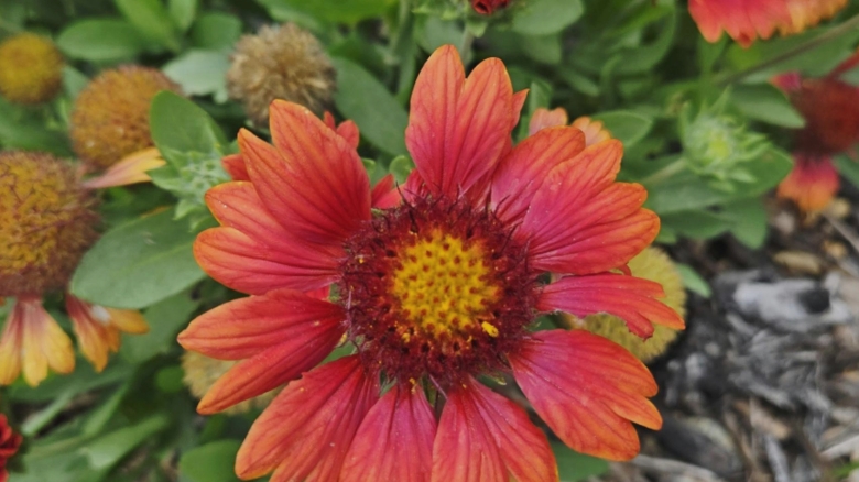 florile pe care trebuie sa le plantezi in gradina la sfarsitul lunii august vor fi inflorite pe toata perioada toamnei 68a492377282d