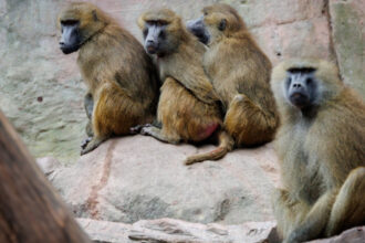 masacrul babuinilor din nurnberg gradina zoologica germana a hranit leii cu carnea primatelor sacrificate 6890f36ad064e