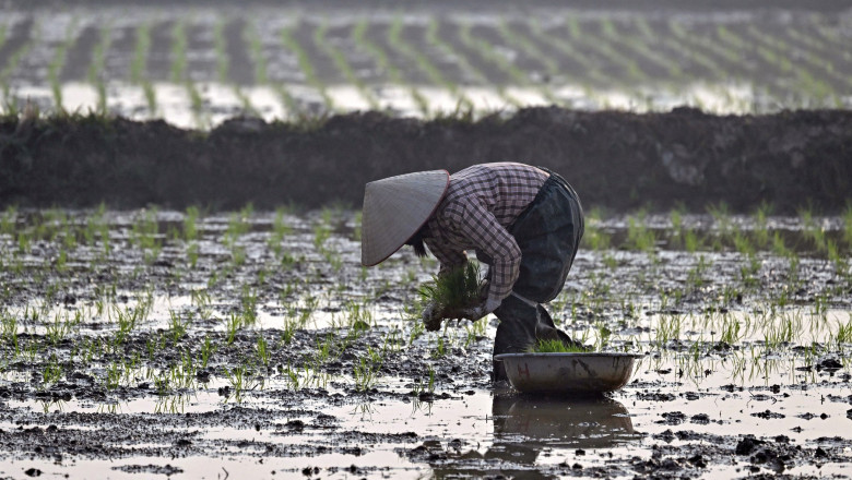 operatiunea orez pentru teren ce compensatii au primit fermierii vietnamezi pentru a face loc unui complex de golf al familiei trump 6899829cacd47