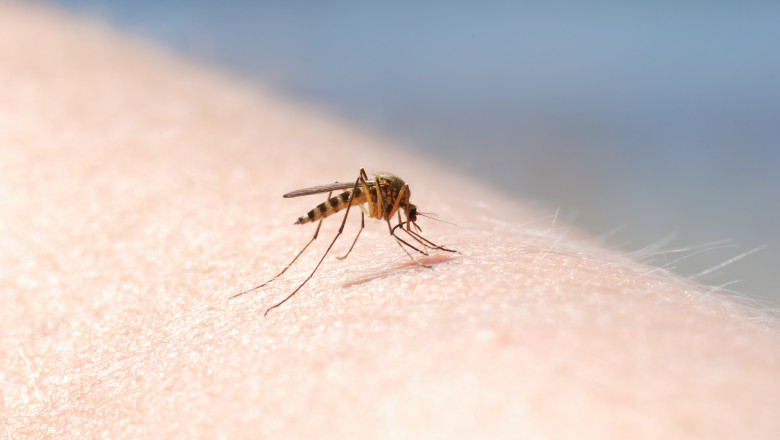patru cazuri de infectie cu virusul west nile au fost inregistrate in aceasta vara in romania 689c0ecb9a021