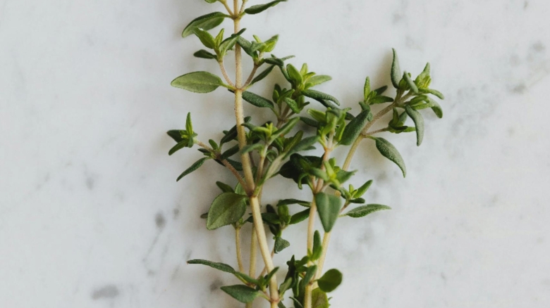 planta medicinala recomandata pentru a trata raceala si durerile in gat actioneaza ca un antibiotic natural 68afe51094617