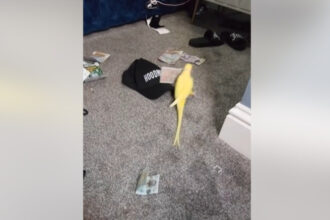 un papagal vorbitor i a ajutat pe politisti sa bage in inchisoare o retea de traficanti de droguri din marea britanie 6894982042b67