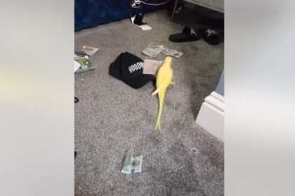 un papagal vorbitor i a ajutat pe politisti sa bage in inchisoare o retea de traficanti de droguri din marea britanie 6894982042b67