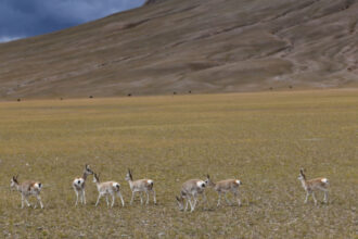 video antilopa robotica folosita in tibet pentru supravegherea acestor animale amenintate cu disparitia 68a3fa0c2f2ca