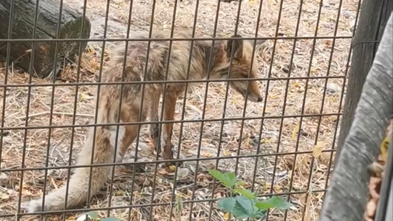 video imagini revoltatoare la gradina zoologica valcea vulpe in stare grava slaba fara ingrijire medicala ce spun autoritatile locale 688ee46df0d1f