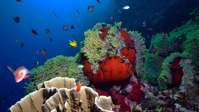 video marea bariera de corali sufera cel mai grav declin din istorie 689305ebc3167