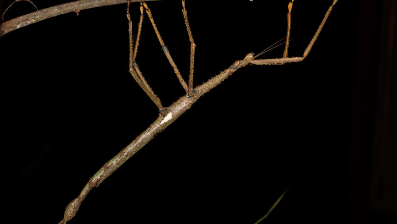 video monstrul descoperit in copacii australiei o insecta bat de 40 de centimetri care cantareste cat o minge de golf 688f38cfe420b