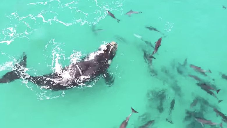 video o prietenie subacvatica balenele si delfinii nu doar coexista ci se cauta reciproc imagini cu interactiuni spectaculoase studiu 68a2a9f4dfade