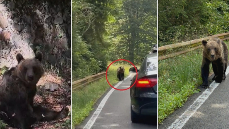 video ursii din romania au ajuns in presa internationala ce scrie new york times despre animalele care seamana teroare in satele de munte 68b3ca77446eb
