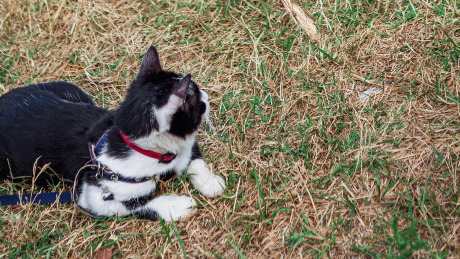 alimentele care pot fii periculoase pentru caini si pisici ce trebuie sa stii pentru a nu ti imbolnavi animalul de companie 68bfb13f55d6d