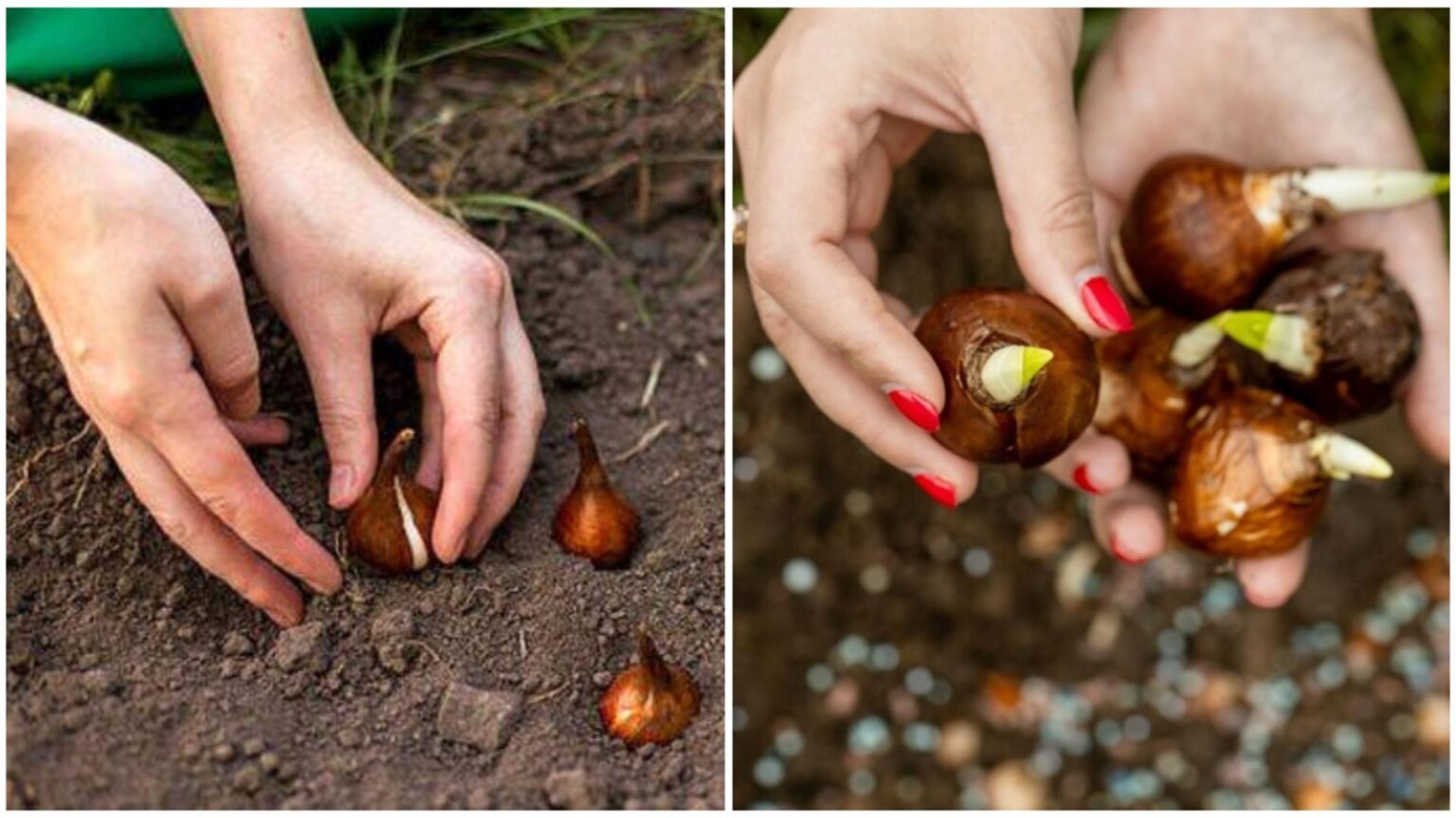 care este cel mai bun moment pentru a planta bulbii de flori secretul gradinarilor cu experienta a iesit la iveala 68d50b4e7360a