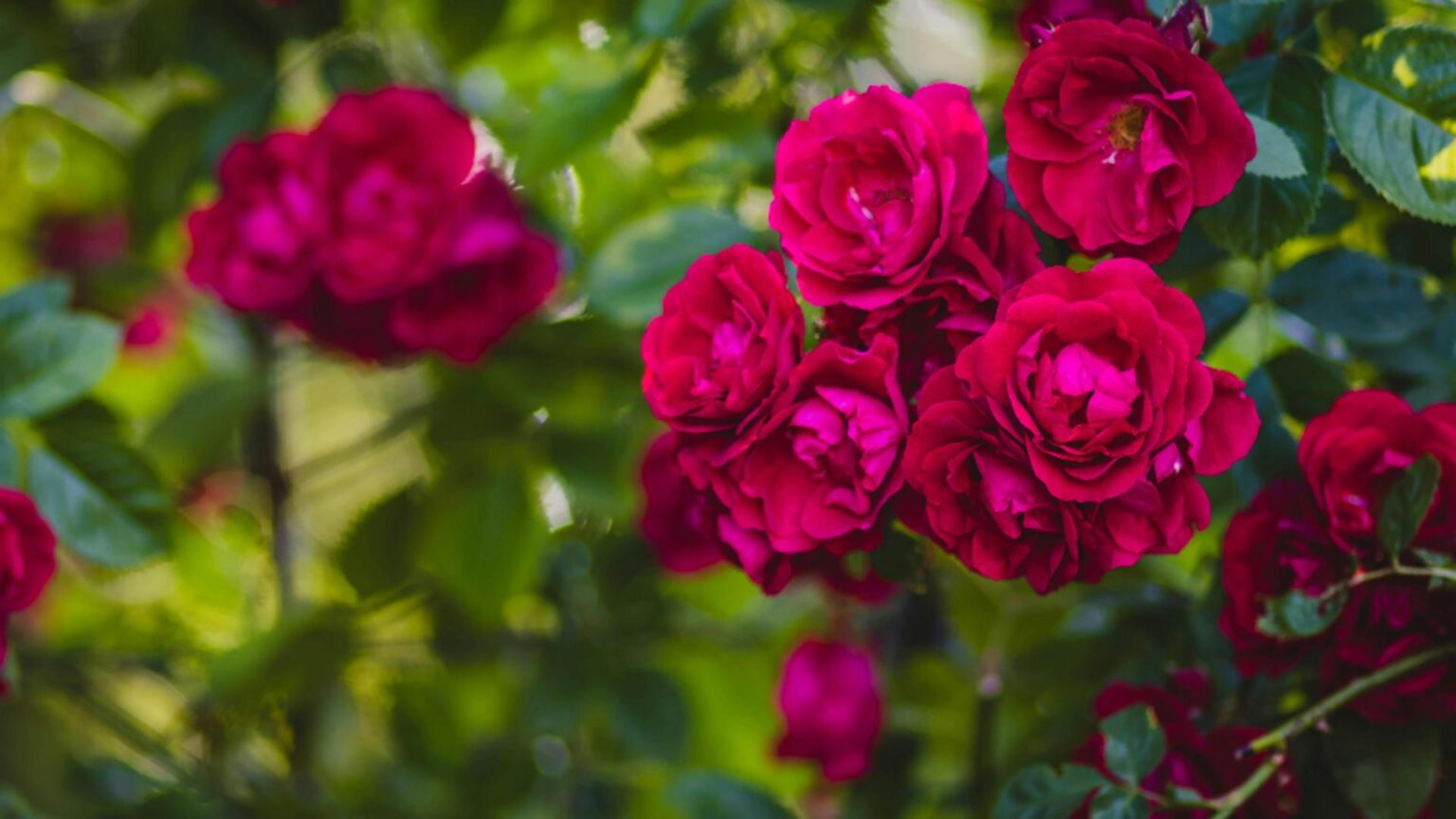 ce trebuie sa faci cu trandafirii in aceasta perioada pentru a stimula inflorescenta pana toamna tarziu 68cc0a2990032