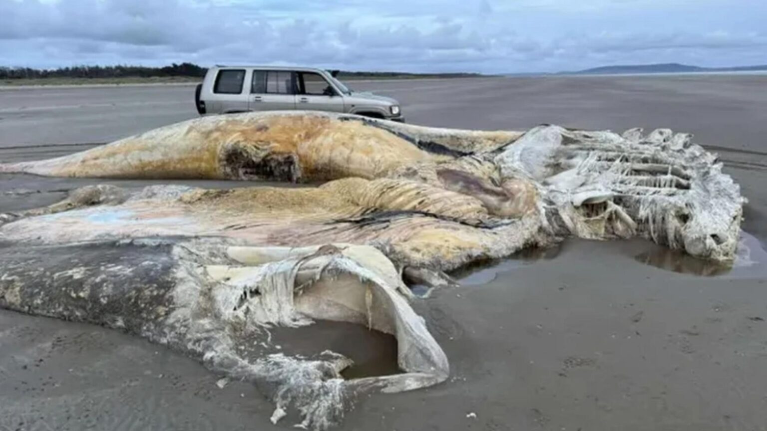 creatura marina uriasa esuata pe o plaja localnicii au ramas socati de descoperire 68bfafd8d8f28