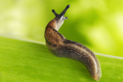 cum a reusit un limax sa terorizeze locatarii unui bloc din germania politistii l au prins in flagrant 68c24a551d088