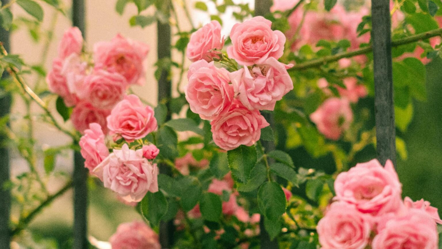 cum sa fertilizezi trandafirii toamna pentru a inflori abundent in primavara ce urmeaza sfaturi practice pentru toti iubitorii de flori 68bfcb15f214b