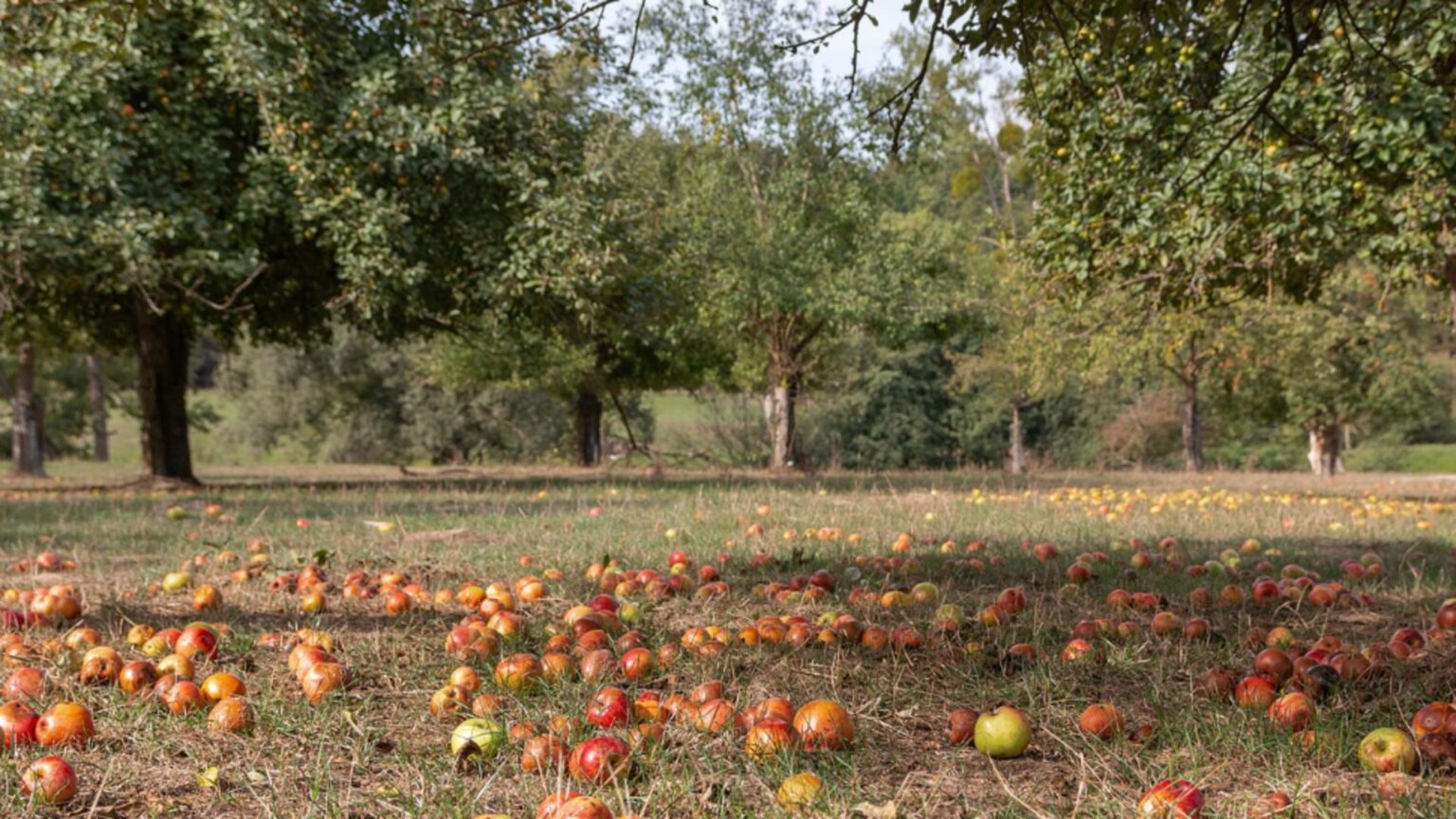cum trebuie sa faci fertilizarea de toamna a pomilor fructiferi ce spun specialistii 68c1108d9d43c