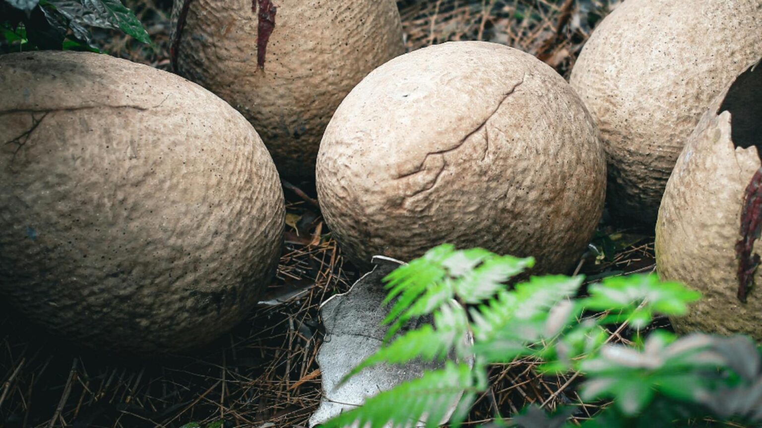 descoperire uimitoare oua de dinozaur vechi de 86 de milioane de ani au fost gasite in china 68c6f5d58ac9b