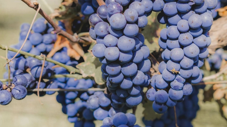 dulceata de struguri negri reteta fara zahar 68b7d6e143576