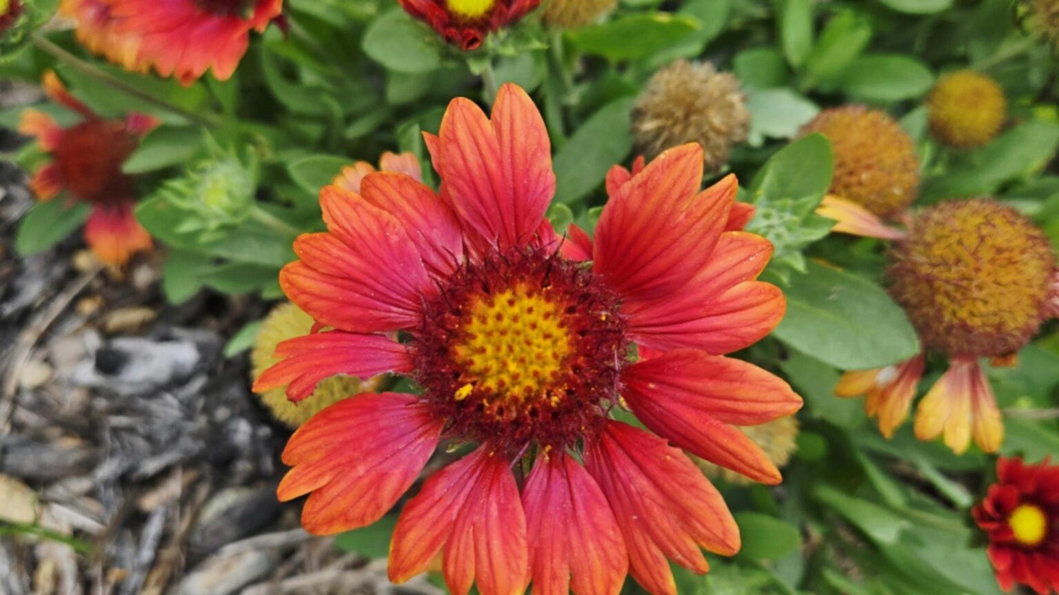 florile de toamna pe care trebuie sa le ai in gradina ta vor inflori pana la inceputul iernii 68c8f0f0411a0