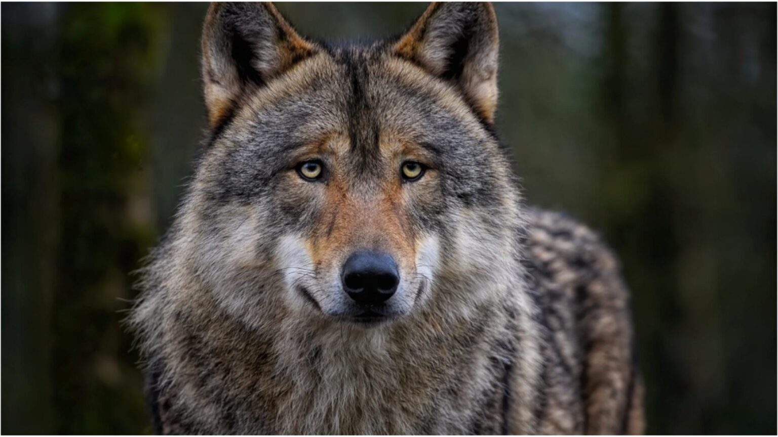 panica pe o plaja din halkidiki o fetita in varsta de 5 ani a fost atacata de un lup 68ca34644ad85