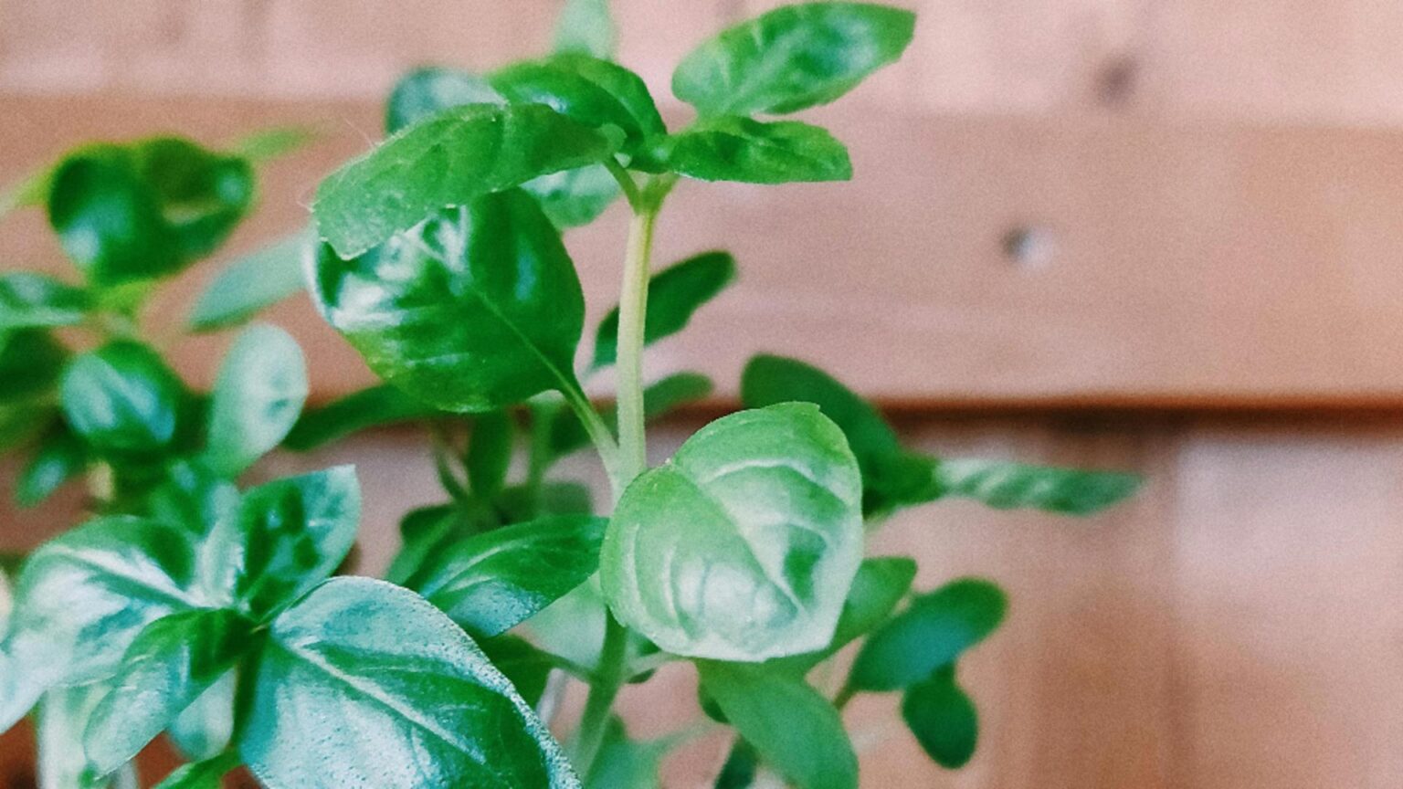 planta care reduce inflamatia din organism de ce recomanda nutritionistii sa o incluzi in dieta ta 68c167ffc7da9