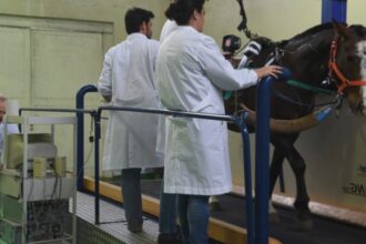 primii cai modificati genetic au implinit 10 luni scopul pentru care au fost creati 68b748bd2604f