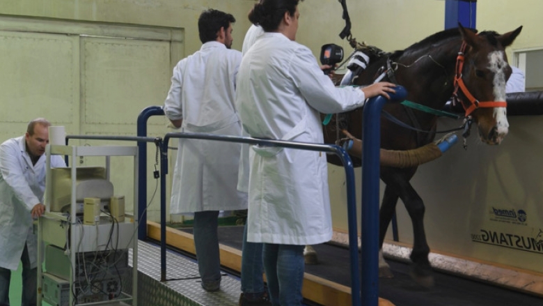 primii cai modificati genetic au implinit 10 luni scopul pentru care au fost creati 68b748bd2604f