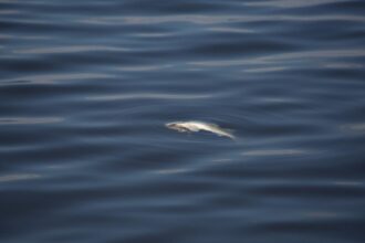 ramasite umane descoperite intr o balta cu pesti din timis politia a deschis dosar penal 68ca6317363fb