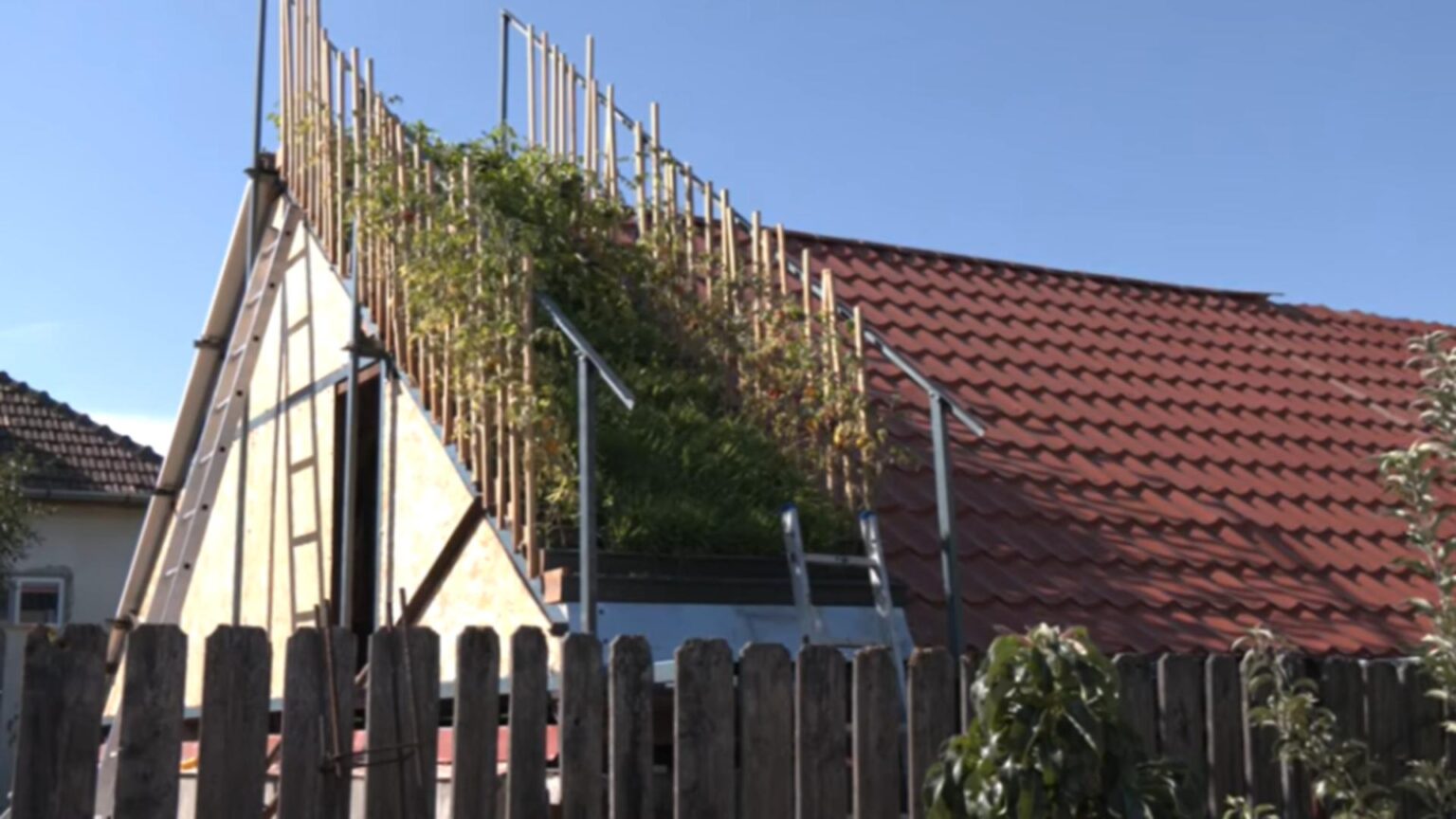 romanul care creste legume pe acoperisul casei sunt chiar incantat nu e un lucru rau 68c6e53c7ef72