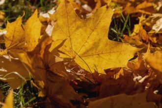 toamna atipica cu temperaturi de vara atat in luna septembrie cat si la inceput de octombrie prognoza anm pentru urmatoarele 4 saptamani 68ba779b3546e