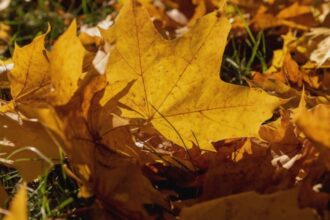 val de caldura persistent bucurestiul si mai multe judete din tara sub cod galben de canicula marti si miercuri 68b6a8a029260