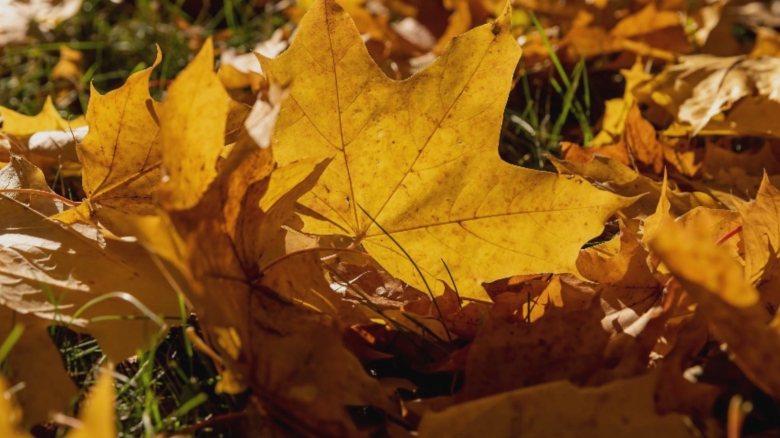 val de caldura persistent bucurestiul si mai multe judete din tara sub cod galben de canicula marti si miercuri 68b6a8a029260