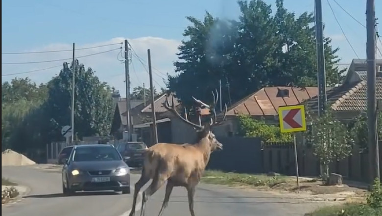 video un cerb a intrat intr o localitate din calarasi unde a provocat haos pe sosea animalul ulterior a fost scos din canalul de irigatii 68d36e5a3cd5b